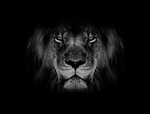 Lions Mane Collection 